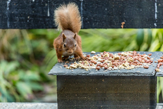 Red Squirrel garden visitor at The Owlery self catering in Salen Ardnamurchan