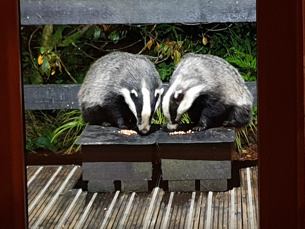 Badgers at The Owlery self catering in Salen Ardnamurchan