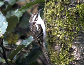 Tree Creeper garden visitor at The Chalet self catering in Salen Ardnamurchan